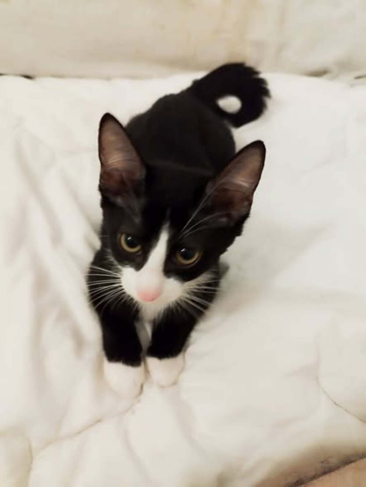 Adoption Milady