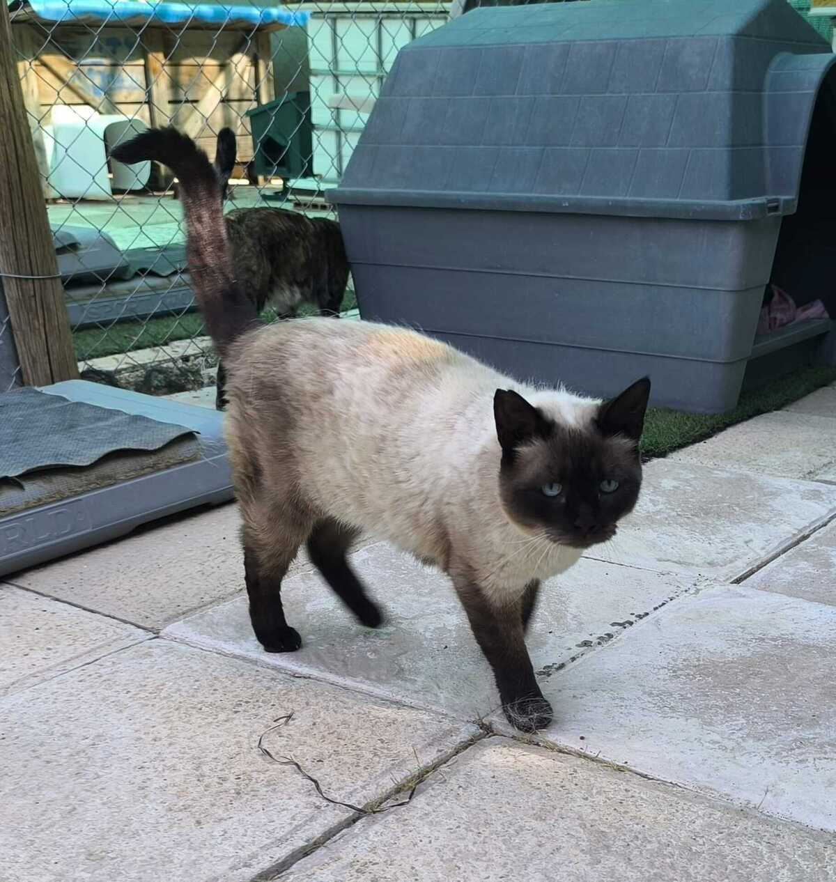 Adoption Siam