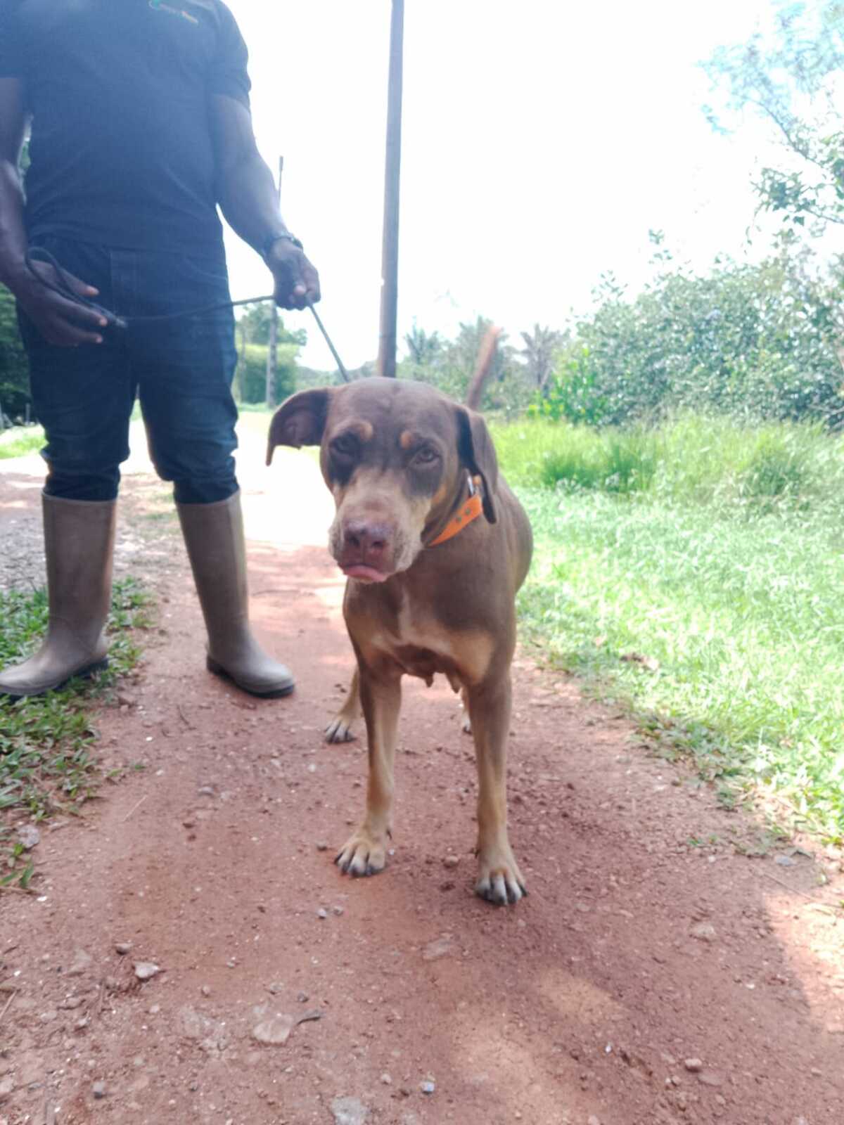 Adoption mali