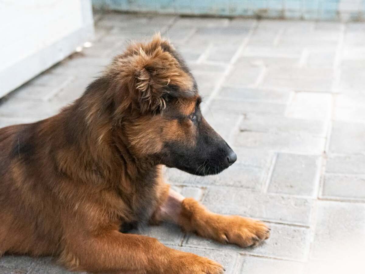 Adoption Khéops