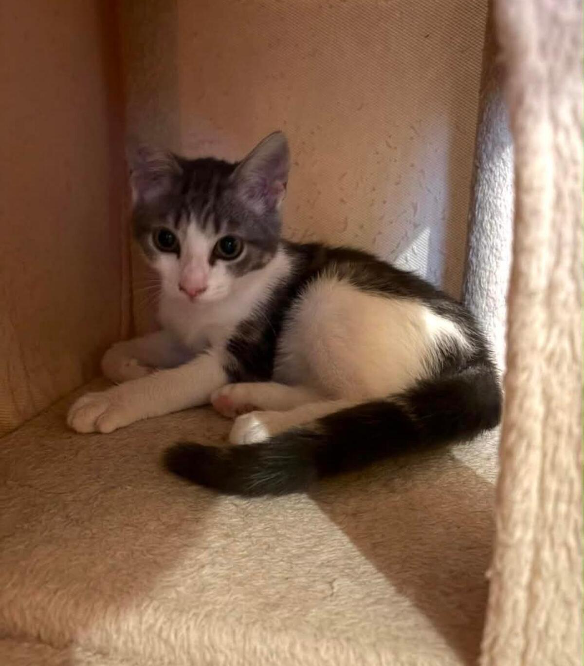 Adoption Vaï