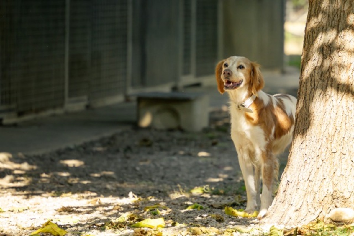 Adoption Balia