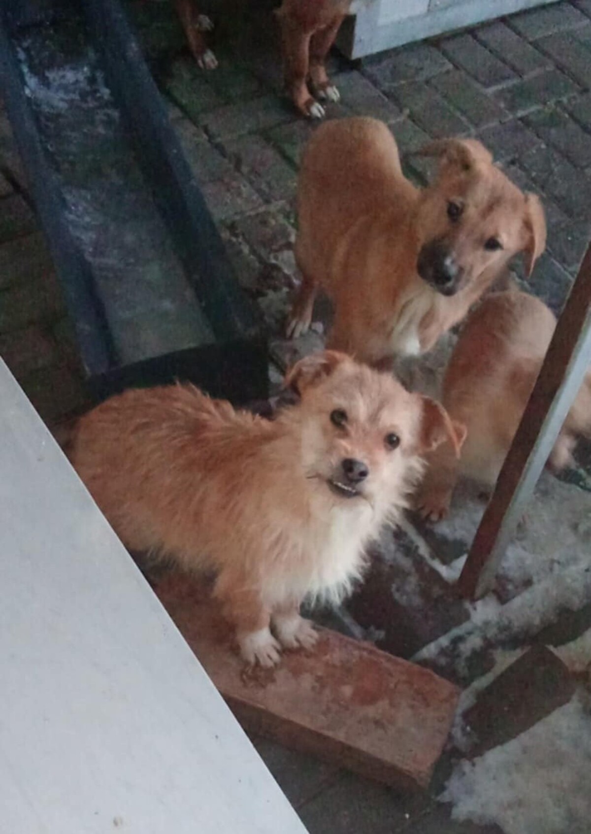Adoption Amos