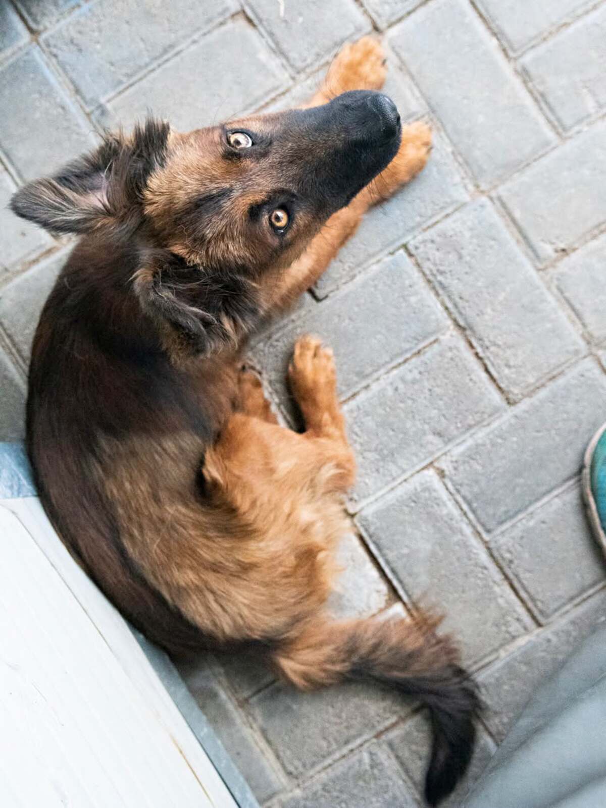 Adoption Khéops