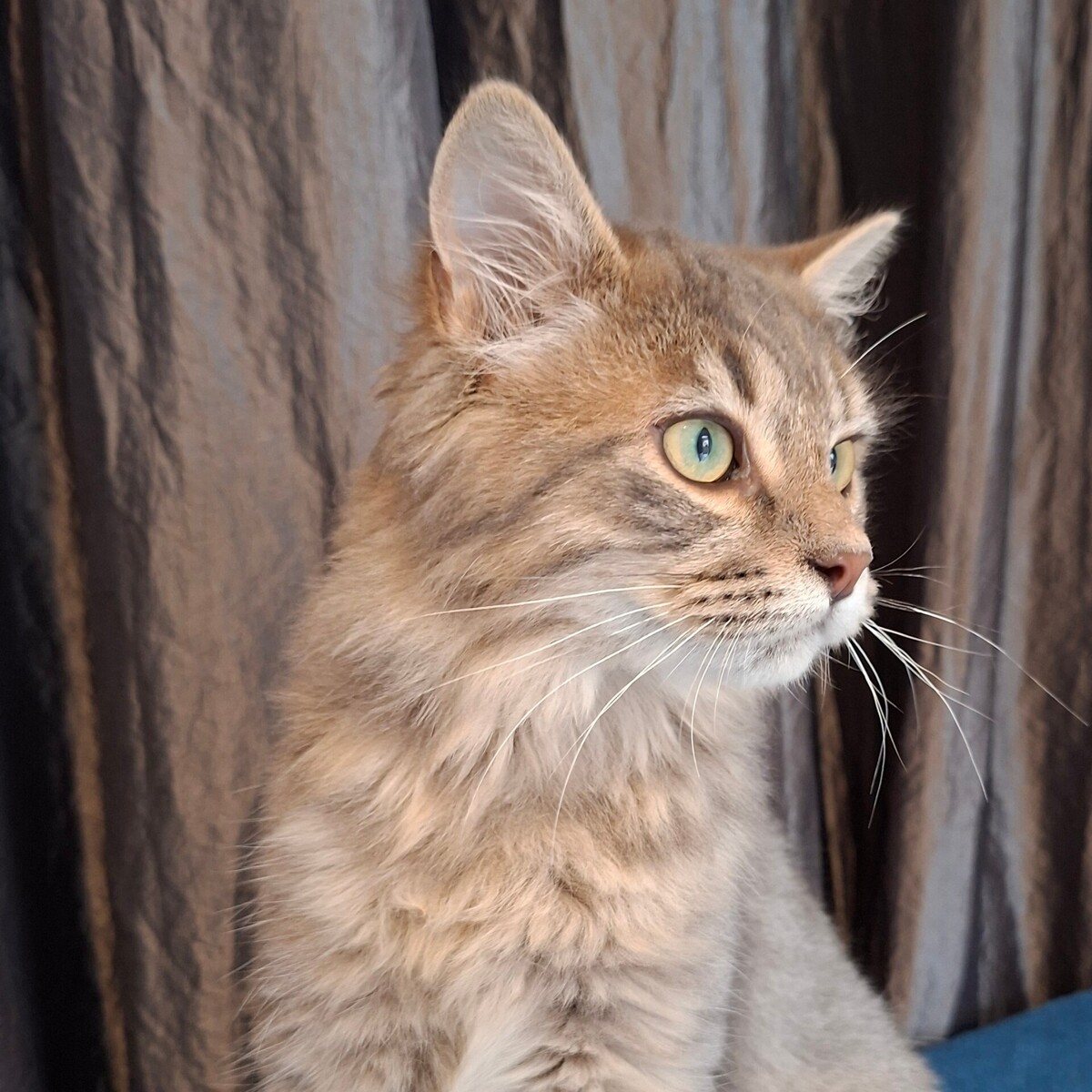 Adoption Yaos