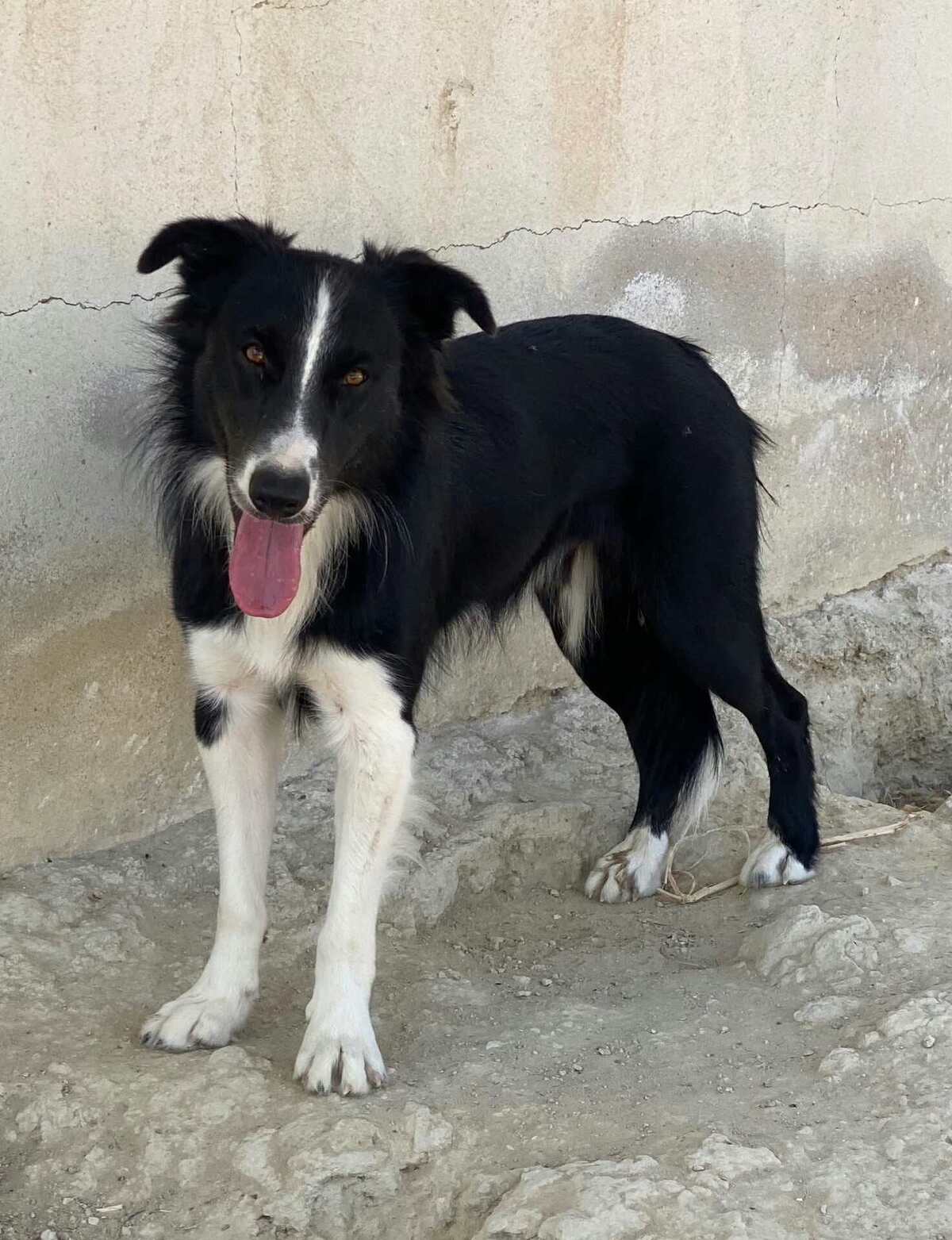 Adoption Giorgi