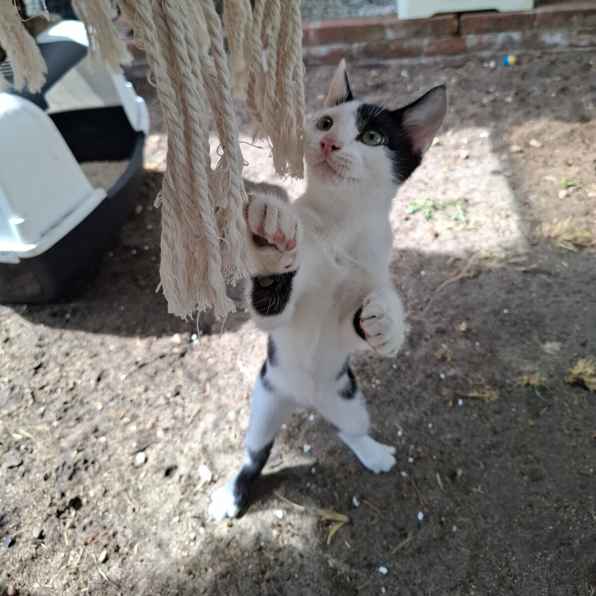 Adoption Buddy