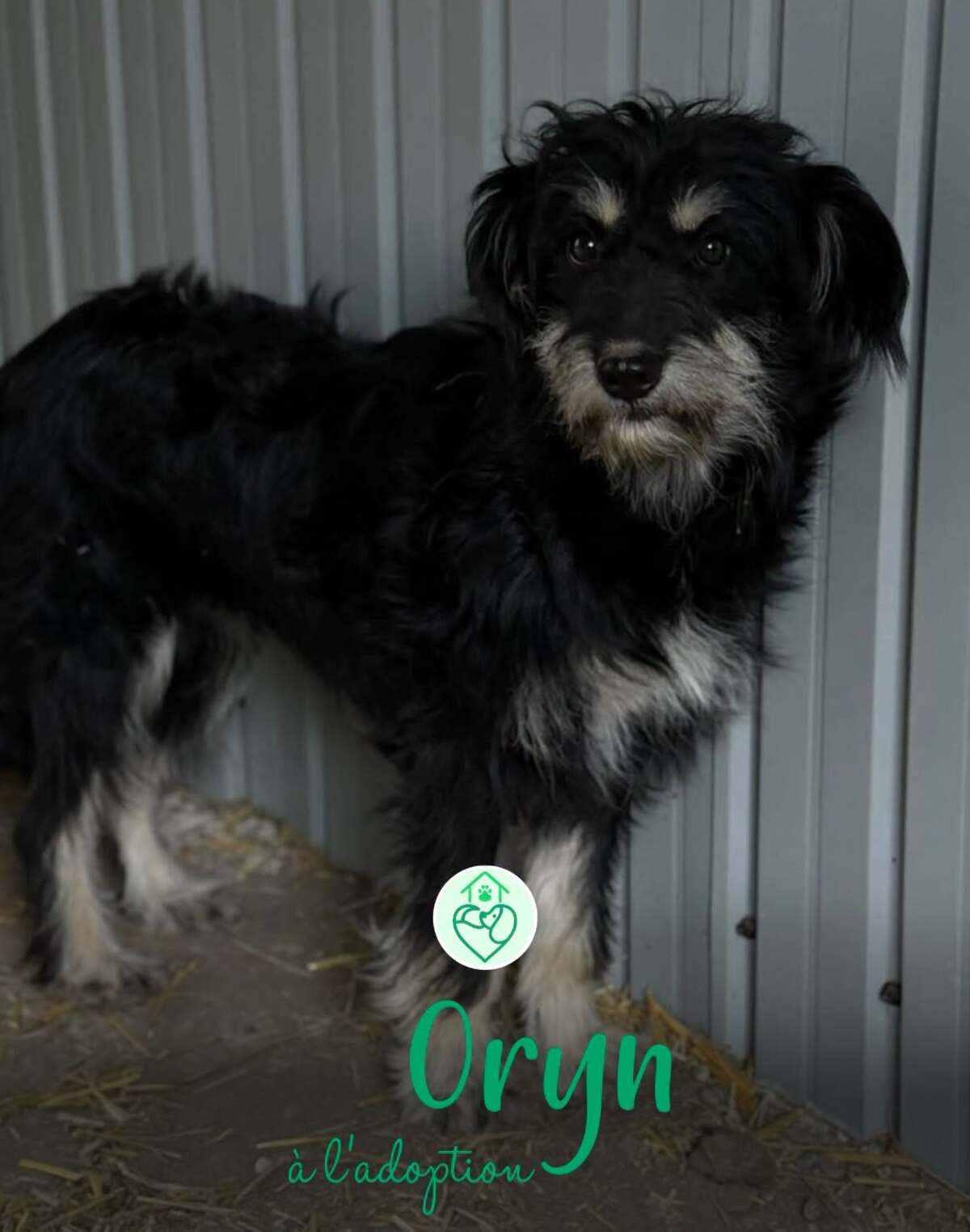 Adoption Oryn