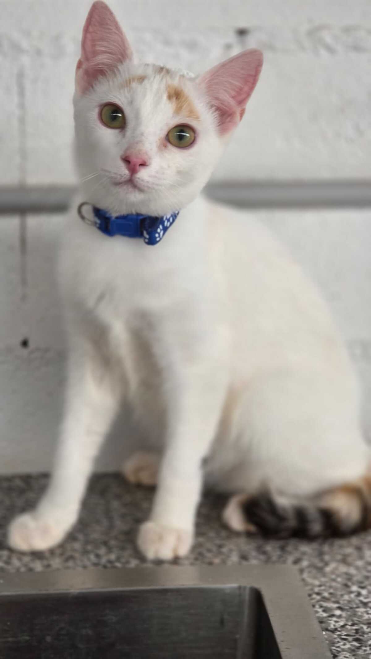Adoption Nina