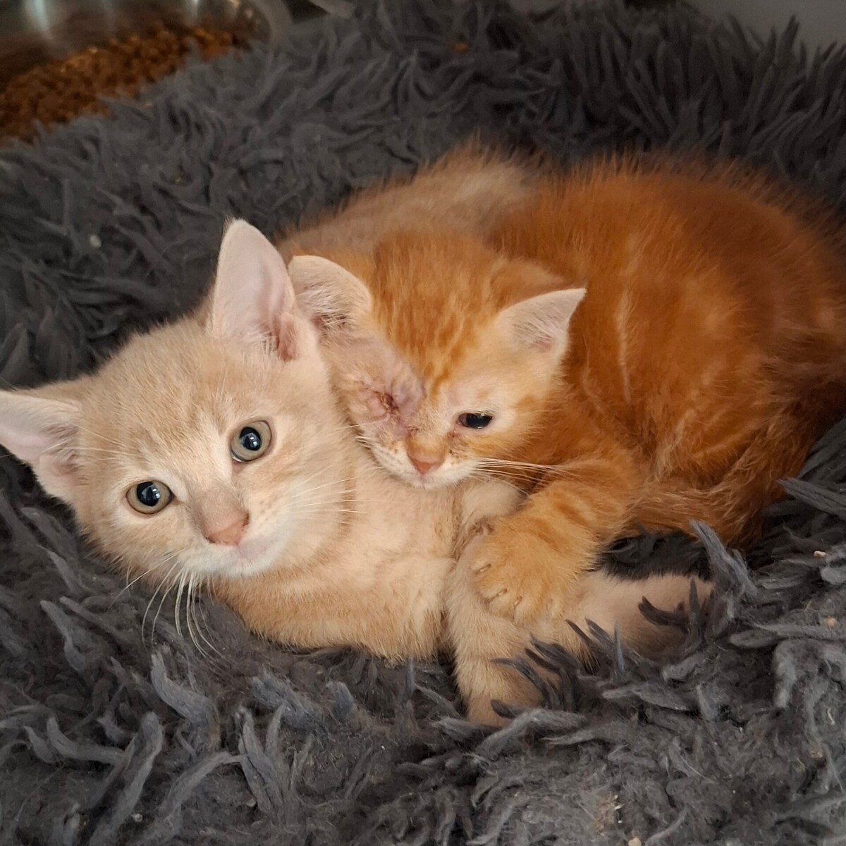 Adoption BIRATE