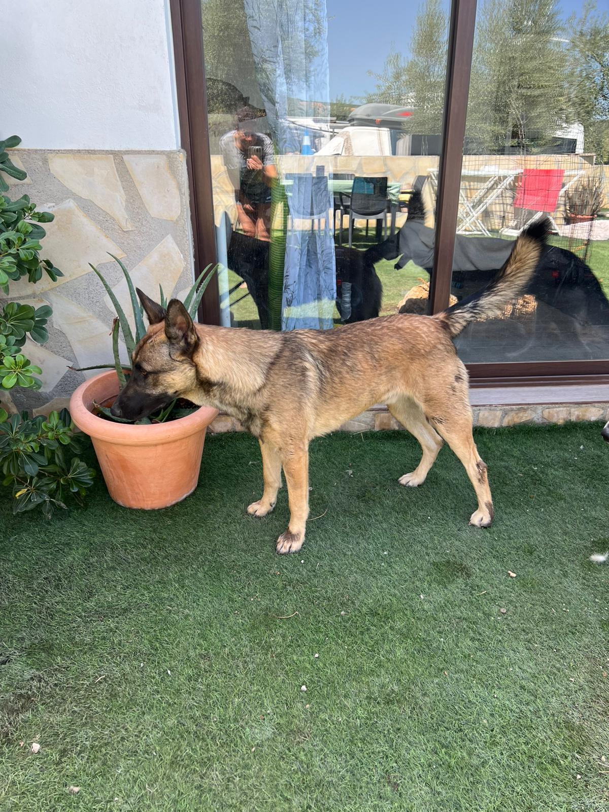 Adoption Nero 