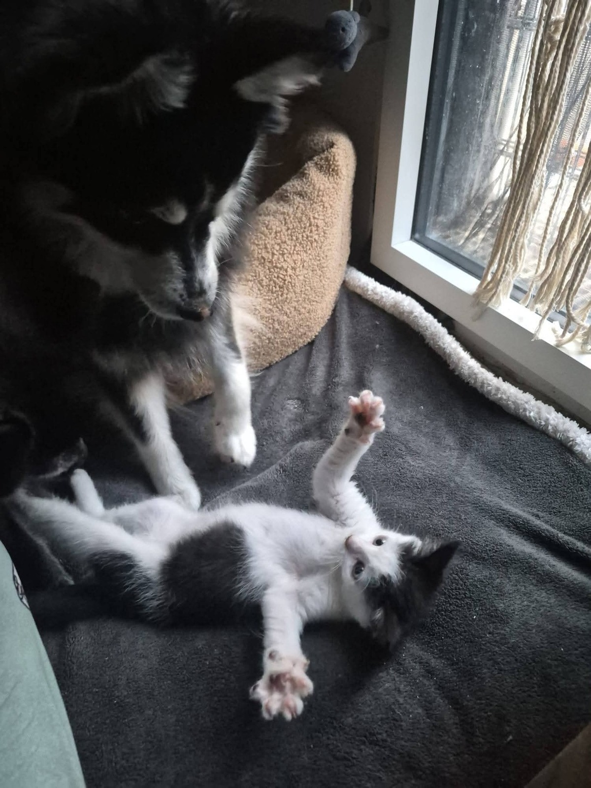 Adoption Éclipse 