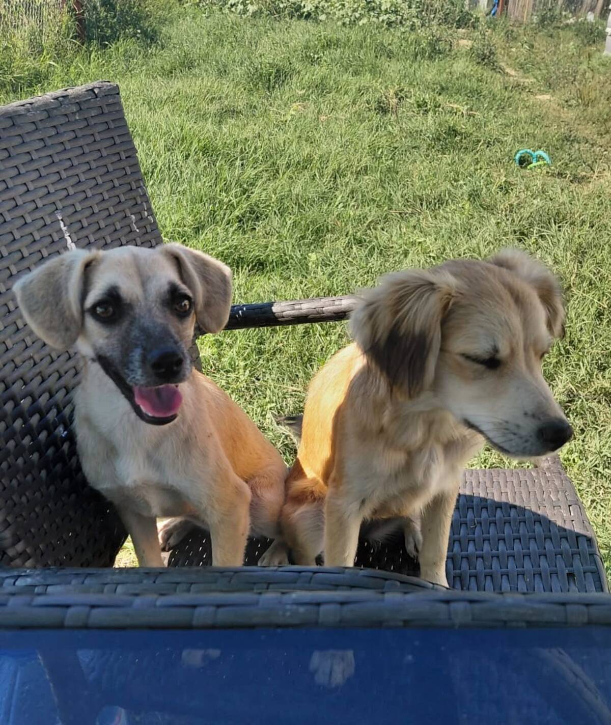 Adoption Aura