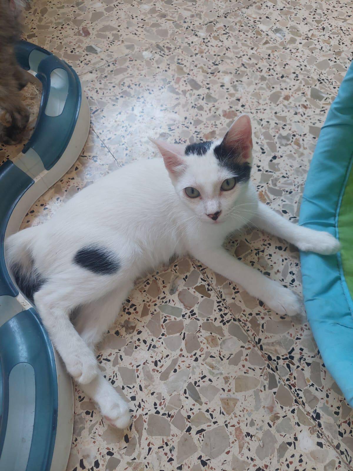 Adoption YUKI