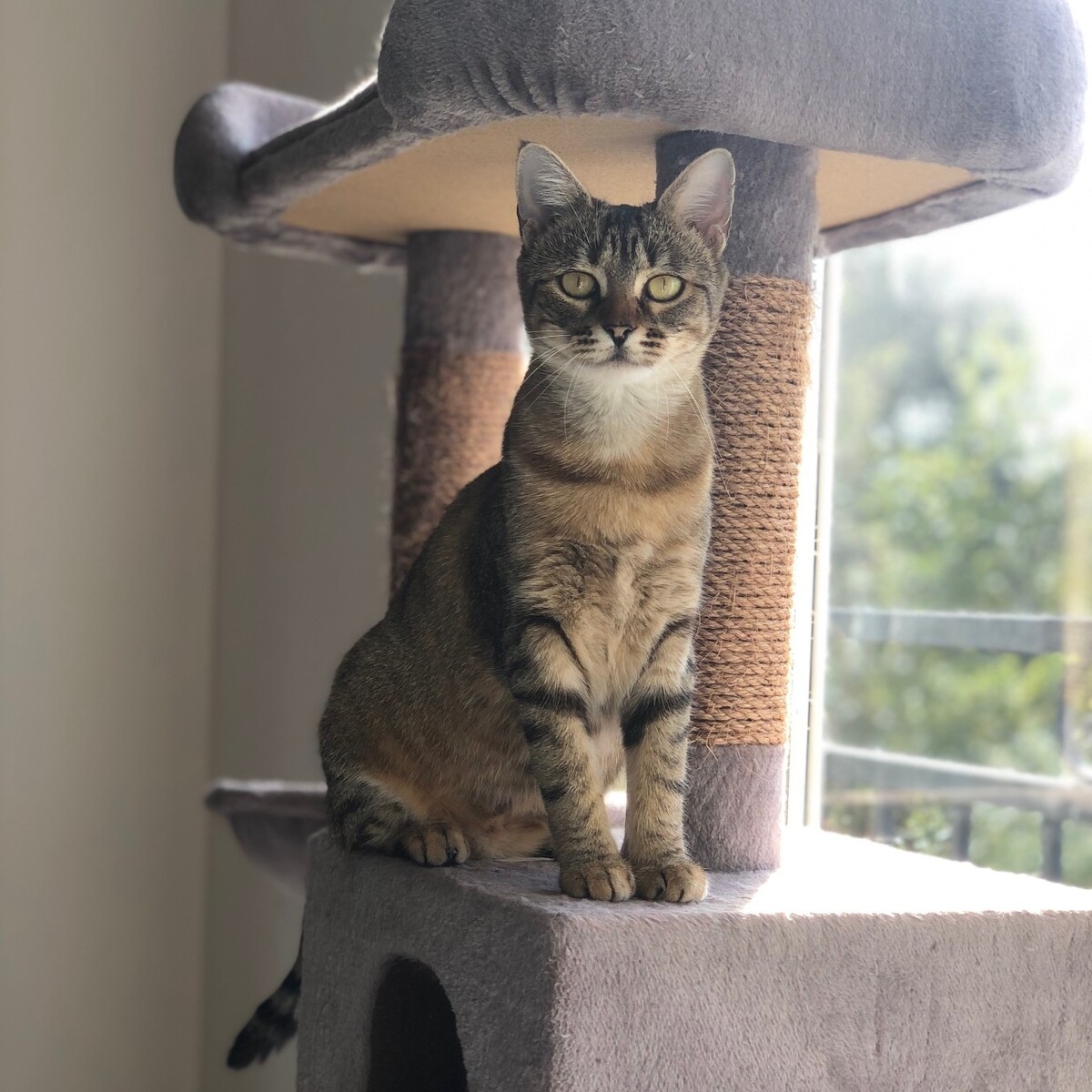 Adoption Cocotte