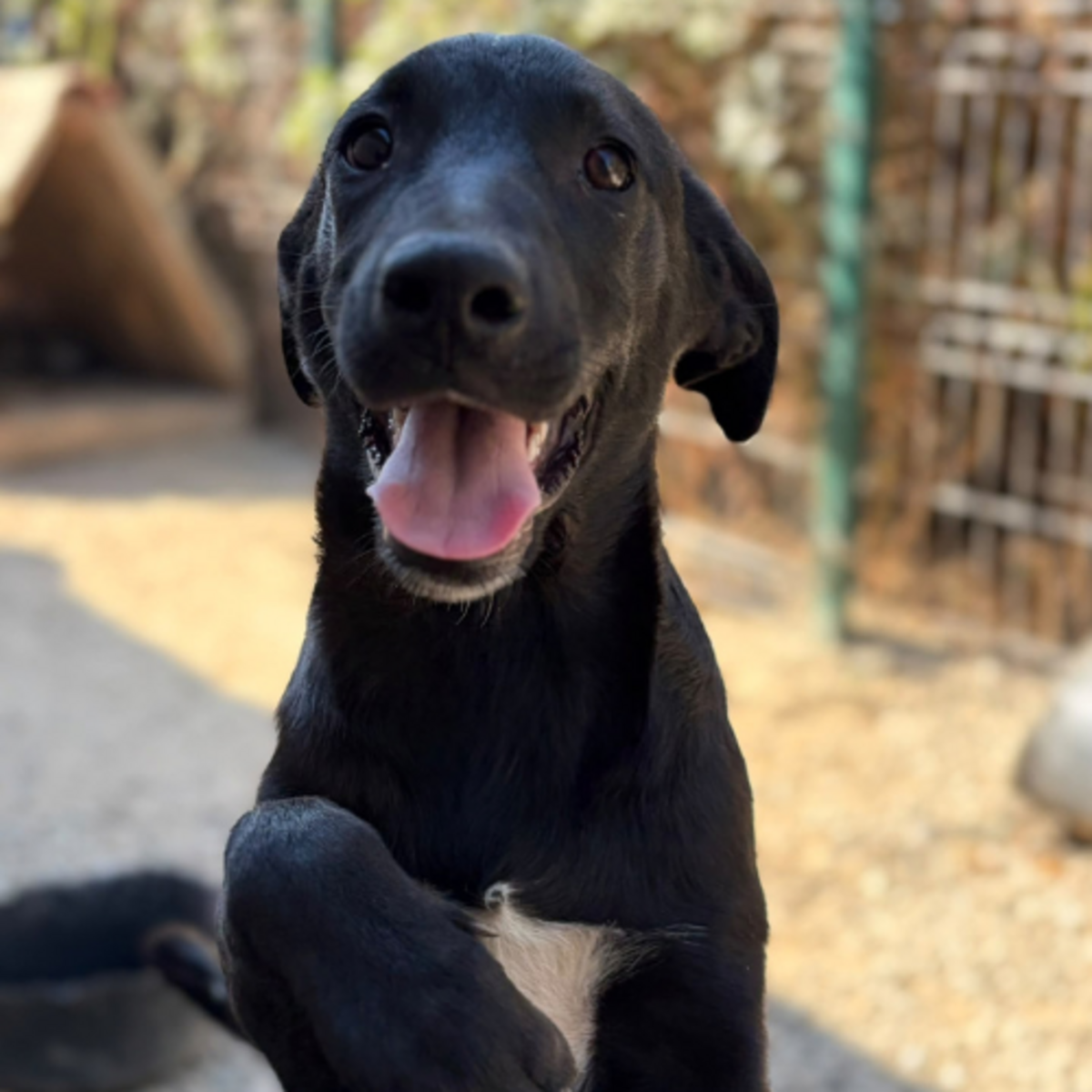 Adoption Sinca