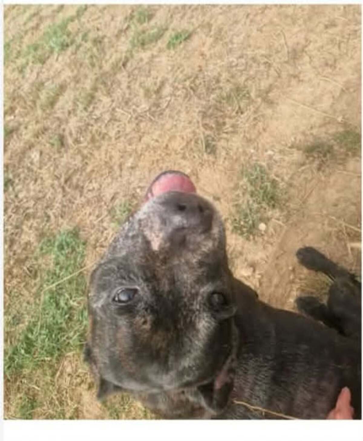 Adoption Floky