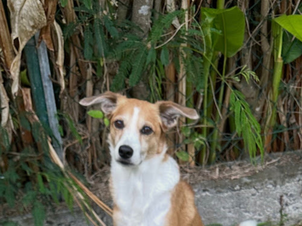 Adoption Bisotte