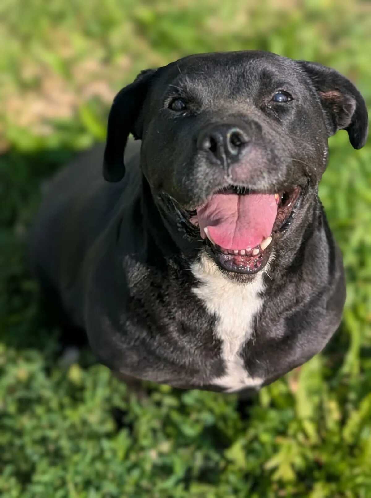 Adoption Trudy