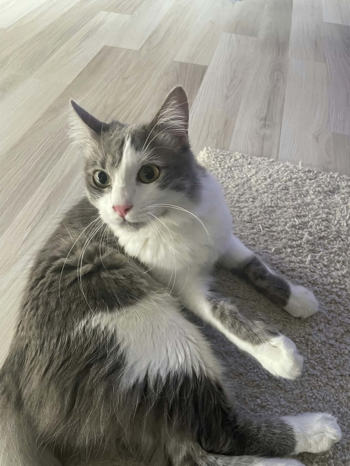 Adoption Shizo