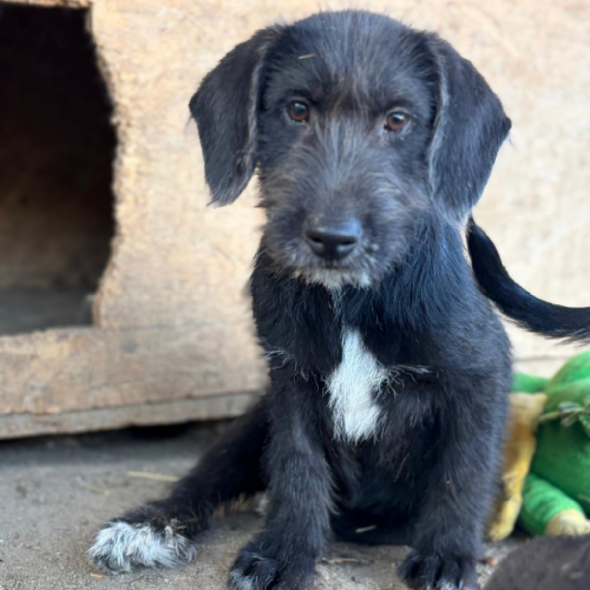 Adoption OHANA