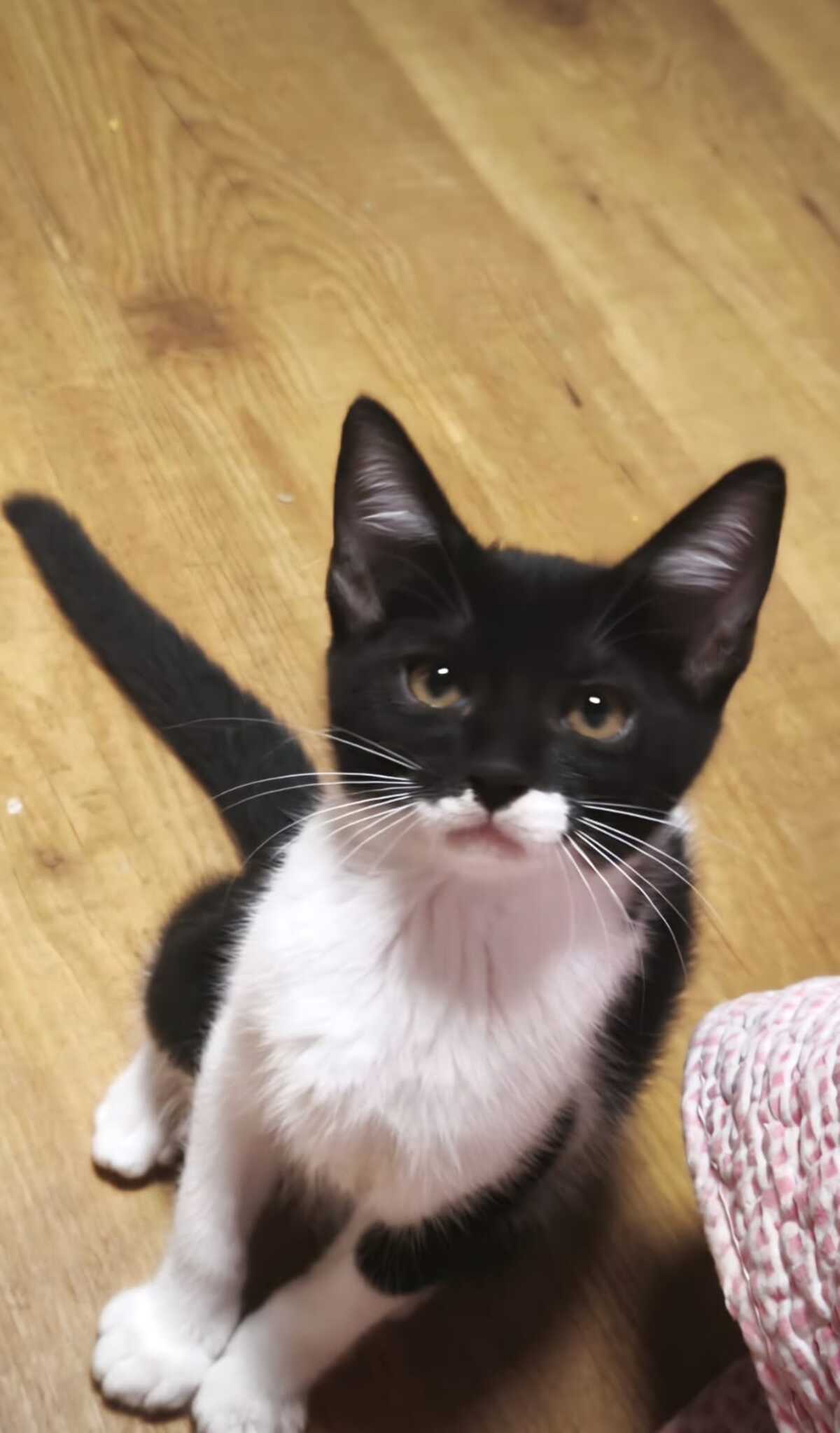 Adoption Gero
