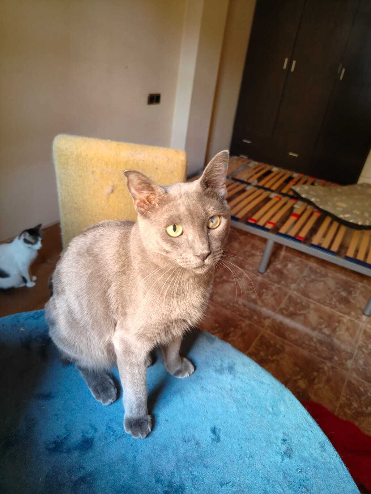 Adoption Lio