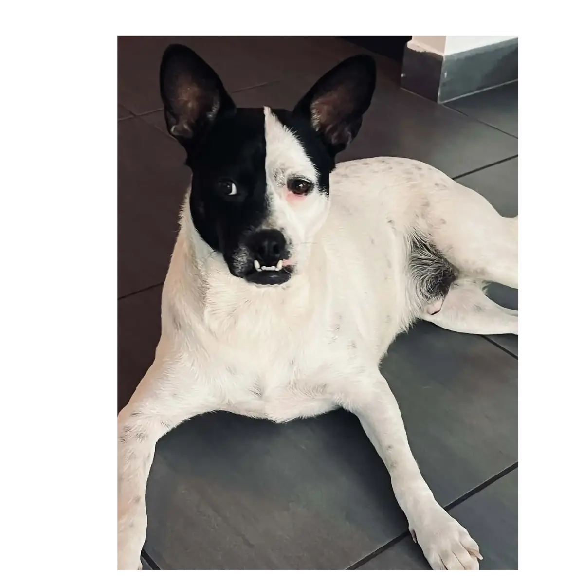 Adoption Pumba