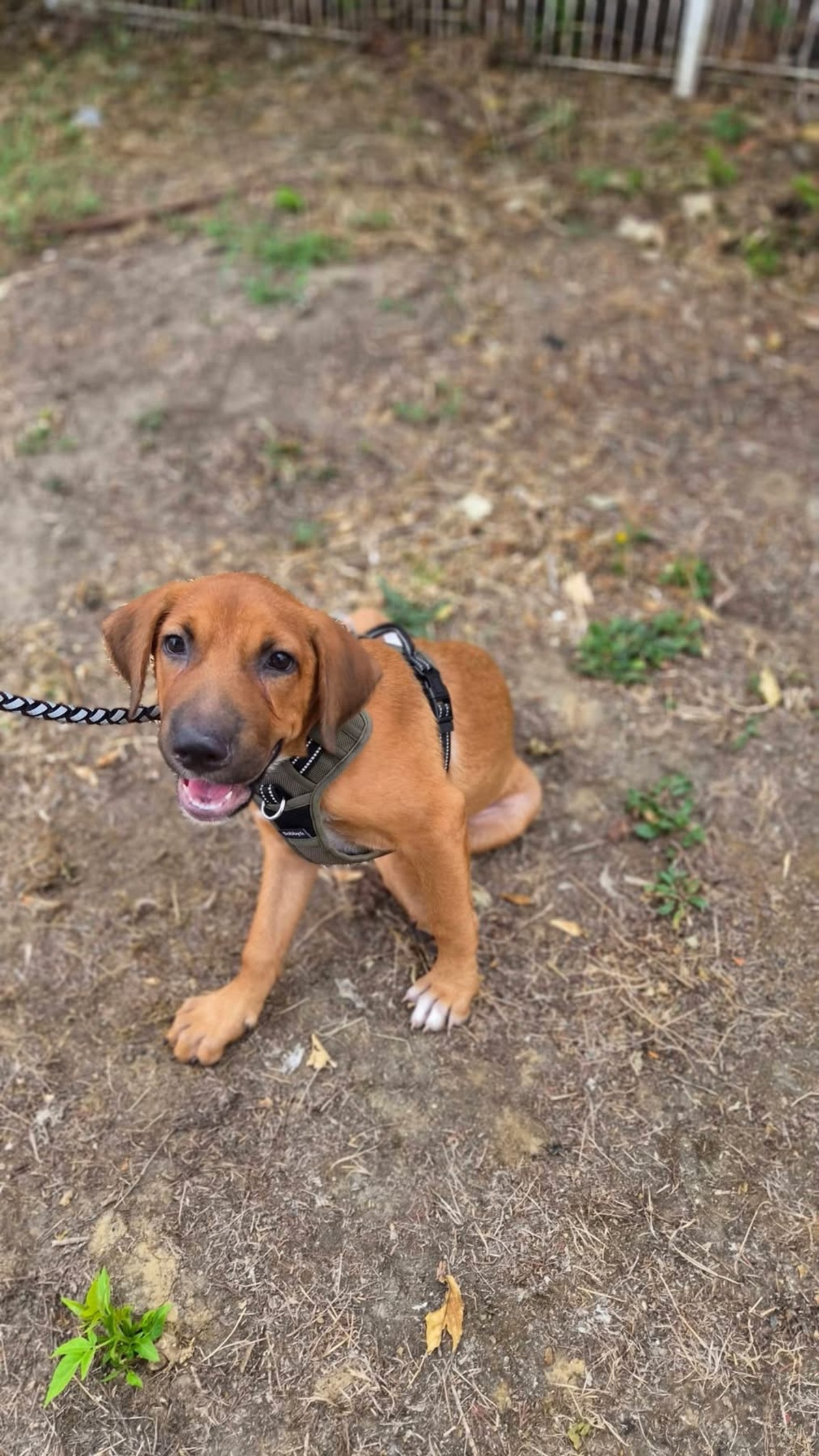 Adoption Cavale
