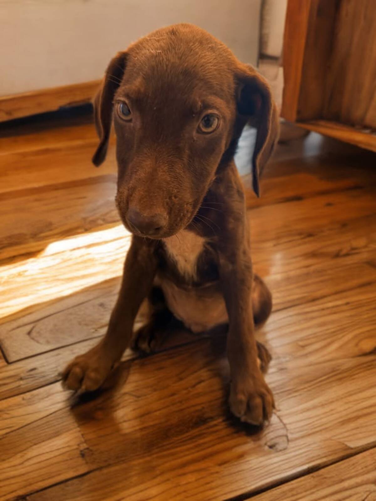 Adoption Takara