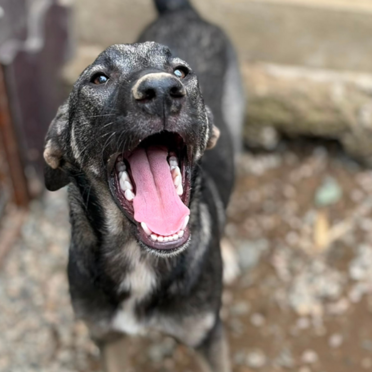Adoption SISTA