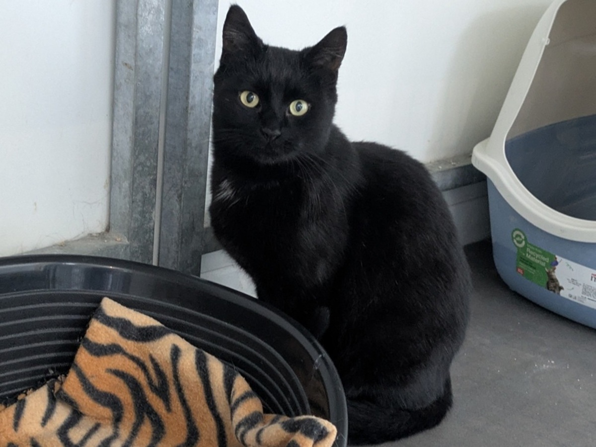 Adoption Alanya