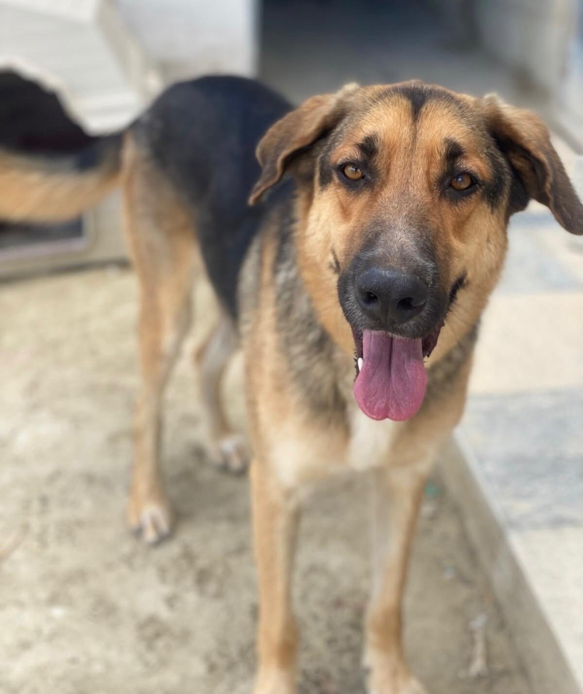 Adoption Max