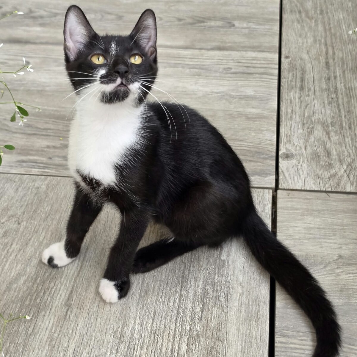 Adoption Maestro