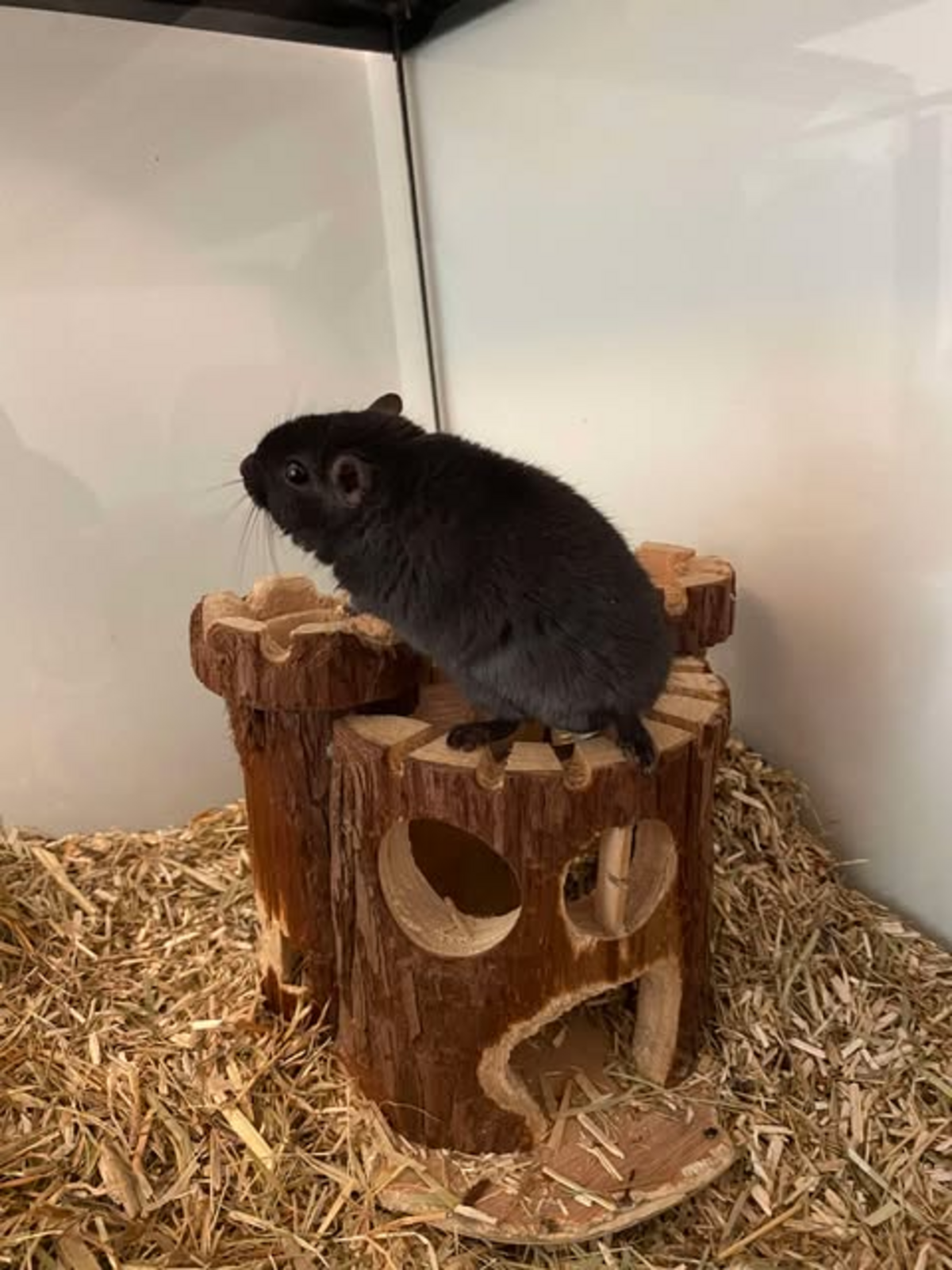 Adoption Cajou et Didou