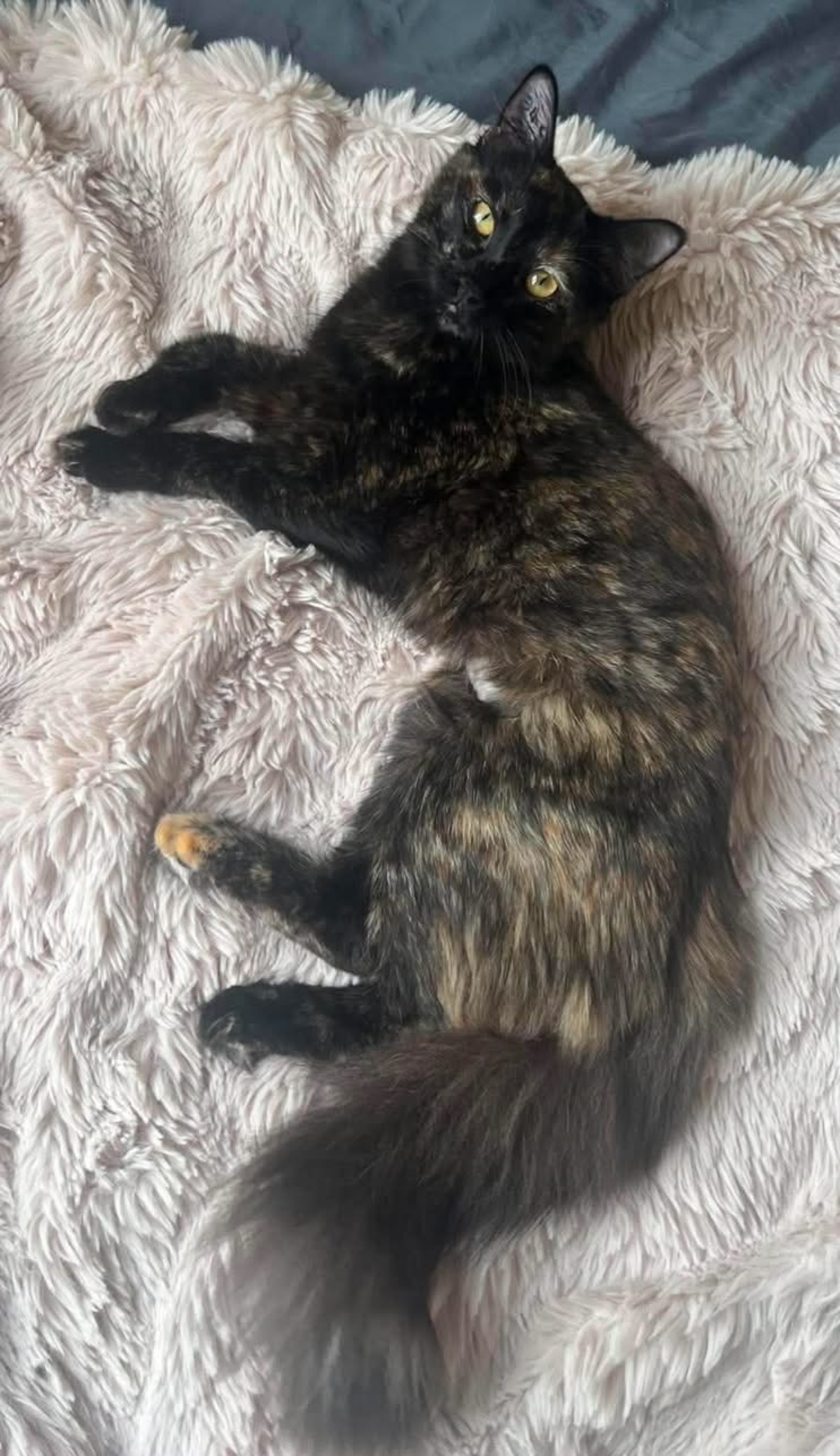 Adoption LEYA