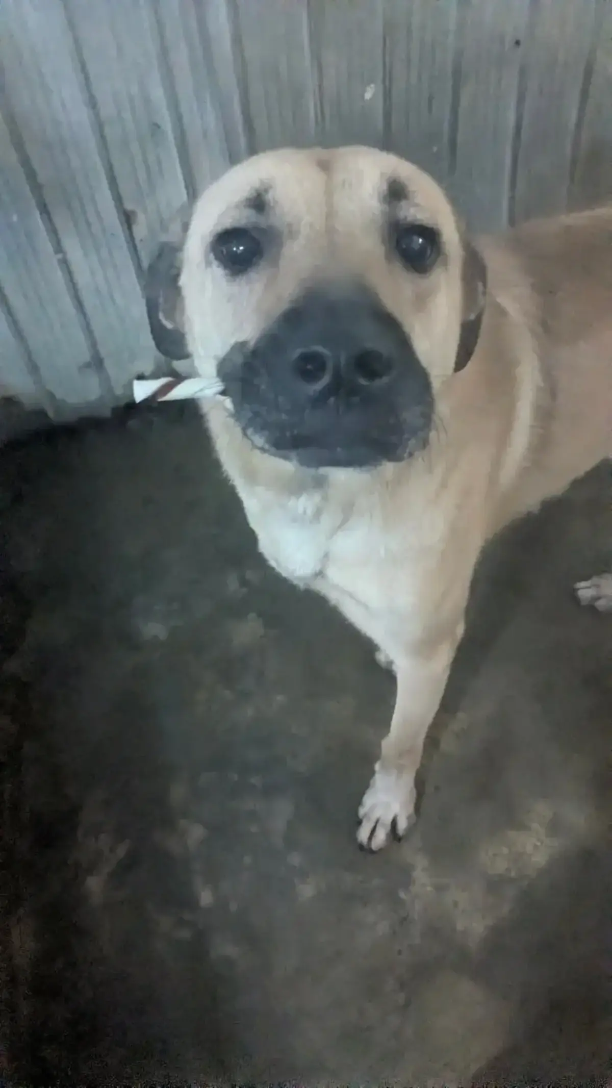 Adoption Hercule