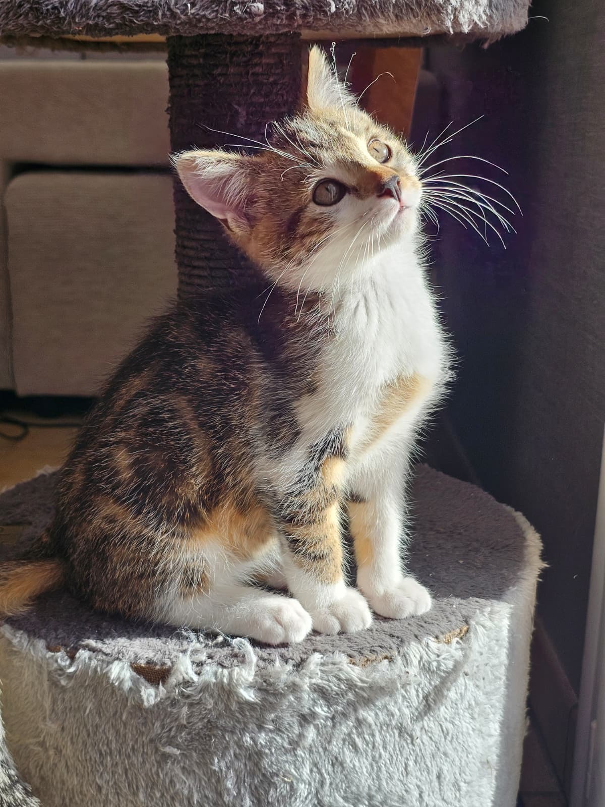 Adoption Moony