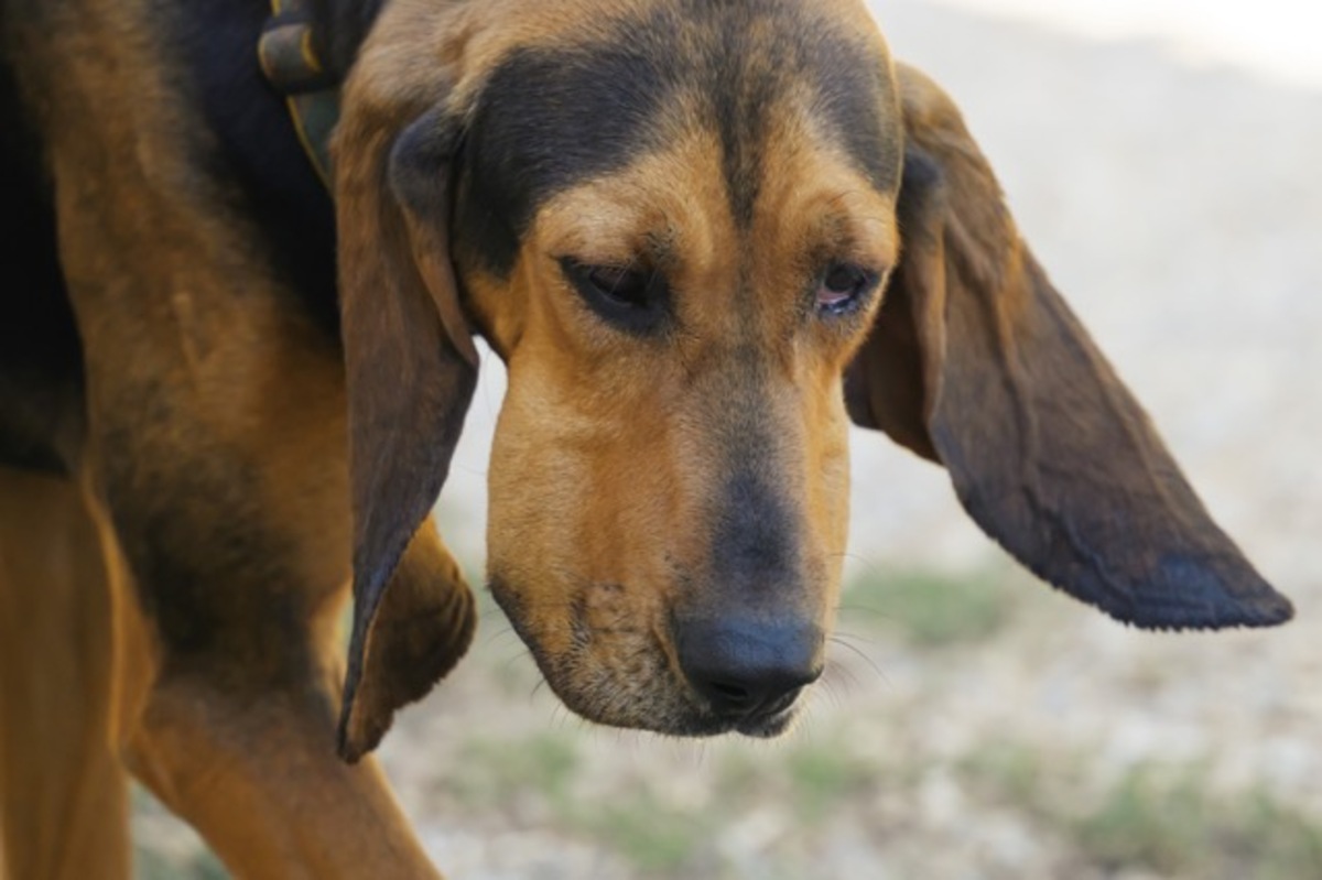 Adoption Bonny