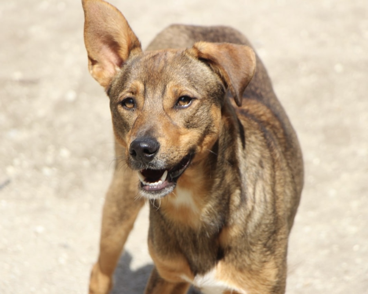 Adoption Luniz