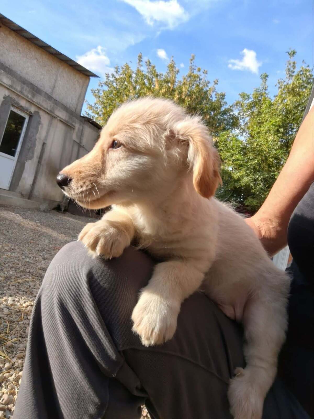 Adoption Sugar