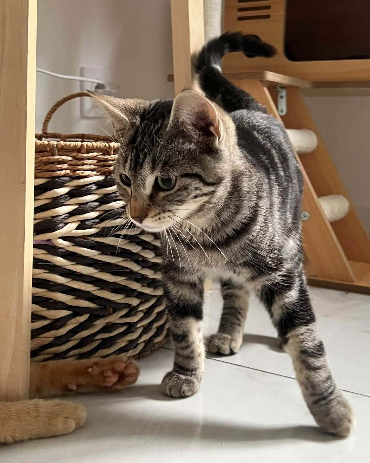 Adoption Goyave 