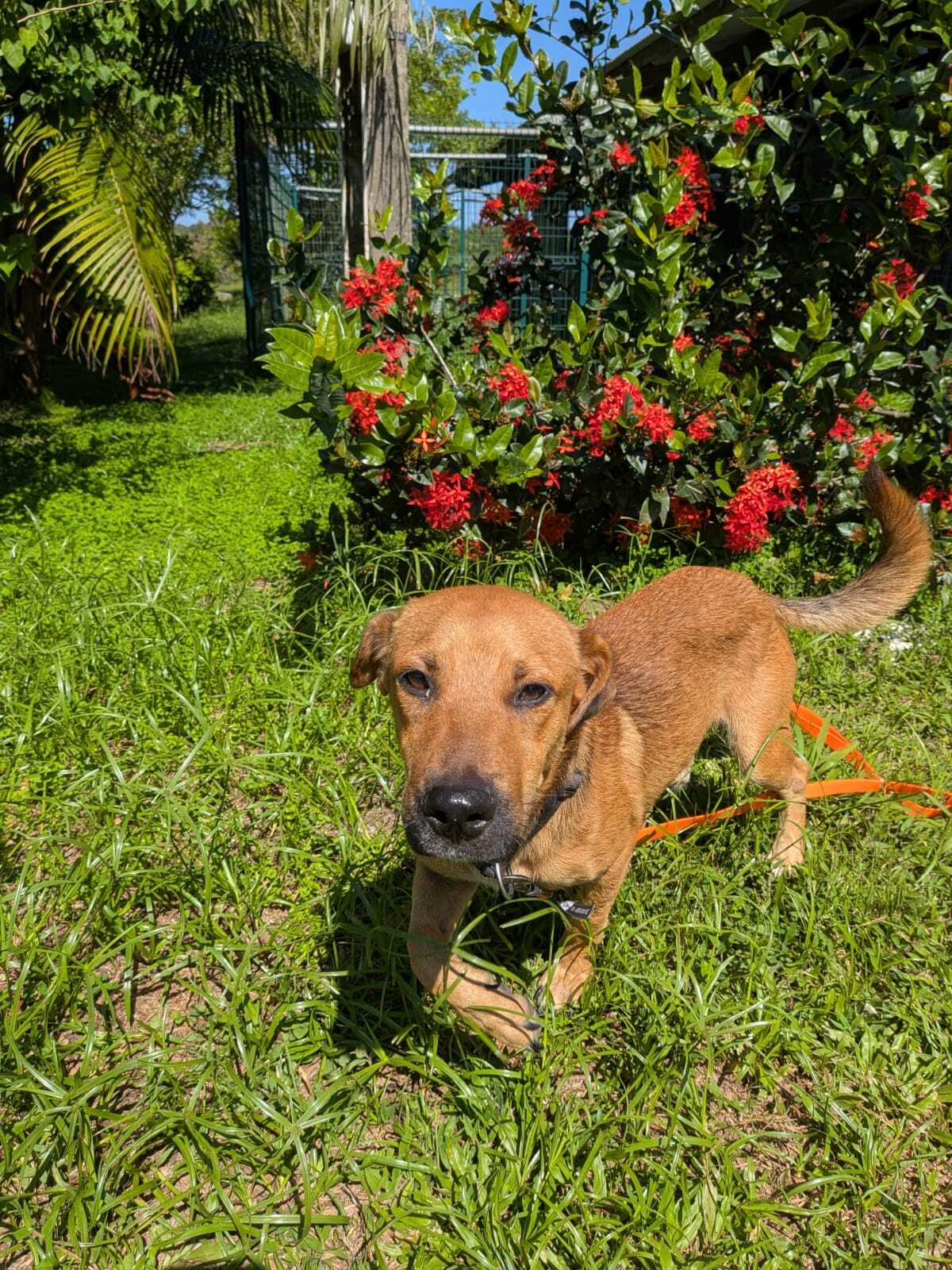 Adoption tiko