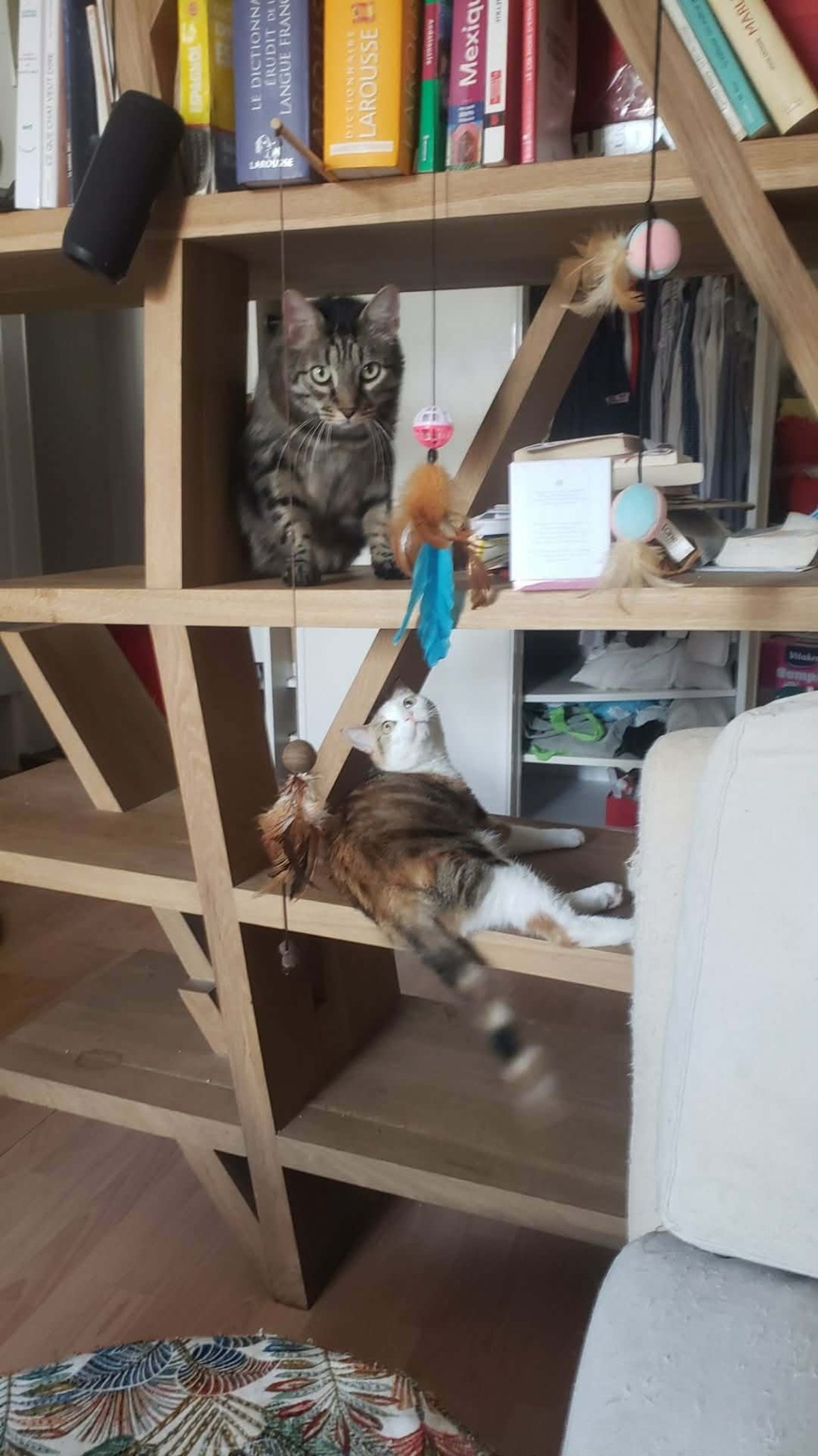 Adoption Minette