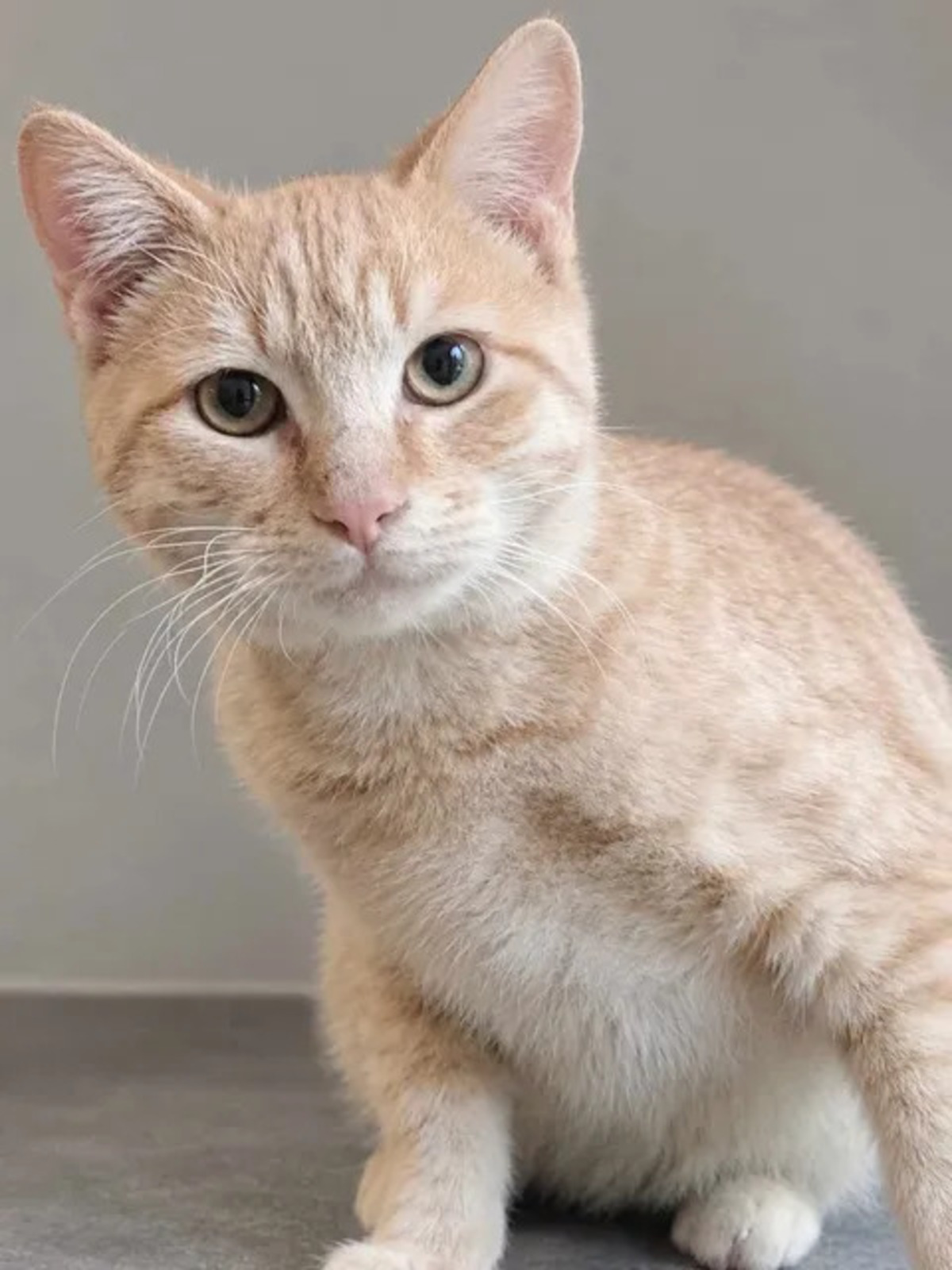 Adoption Roucky