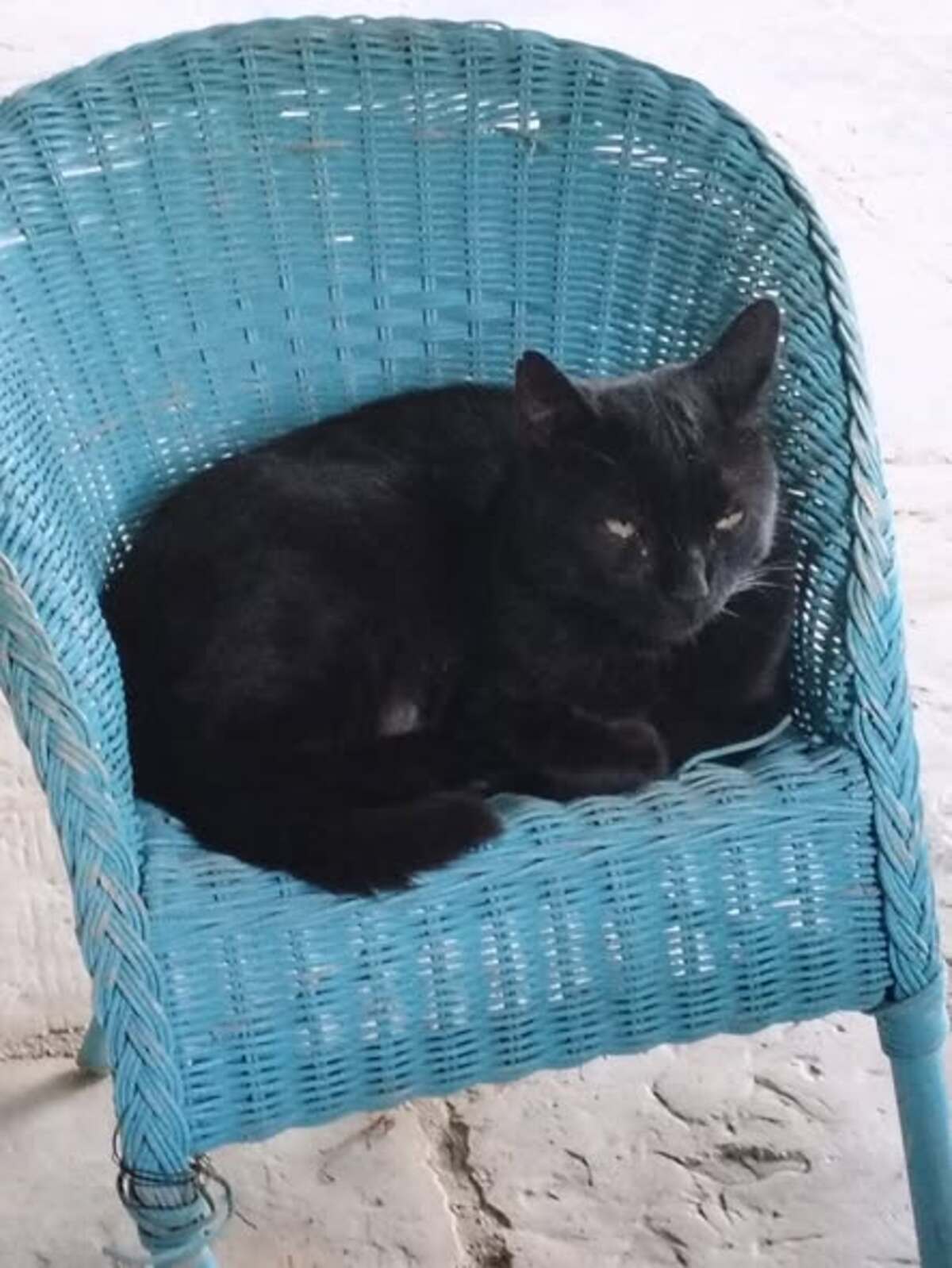 Adoption Minou