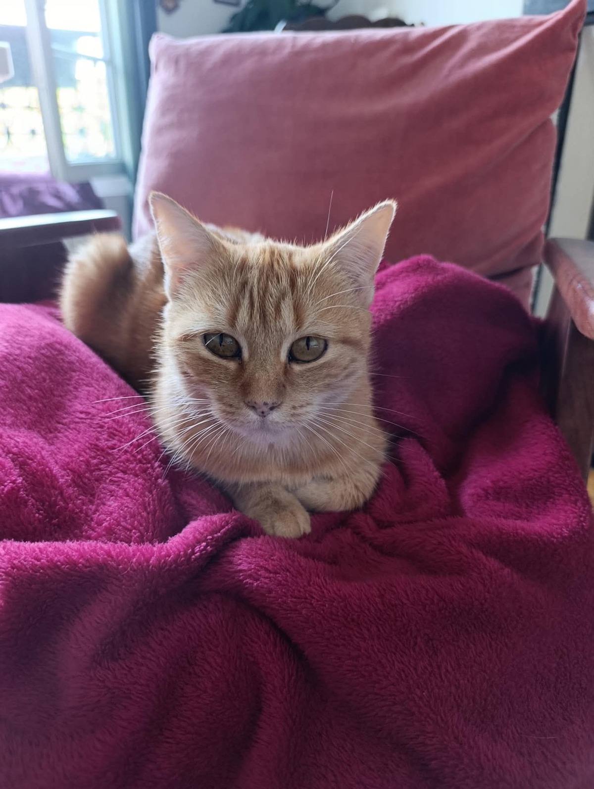 Adoption Olga