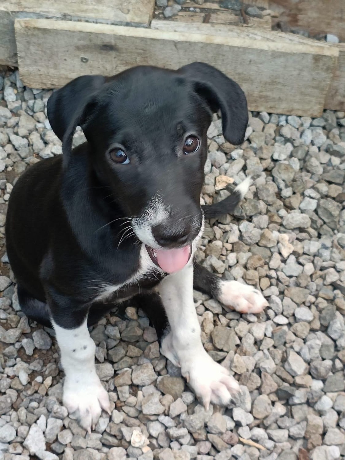 Adoption Frimousse