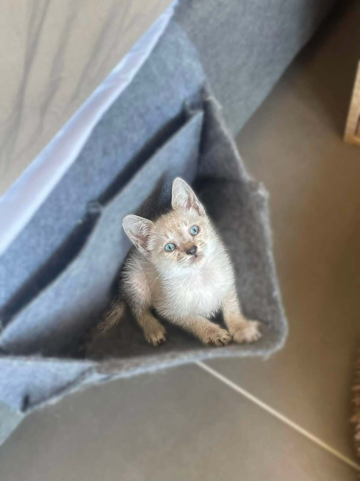 Adoption CIRILLA