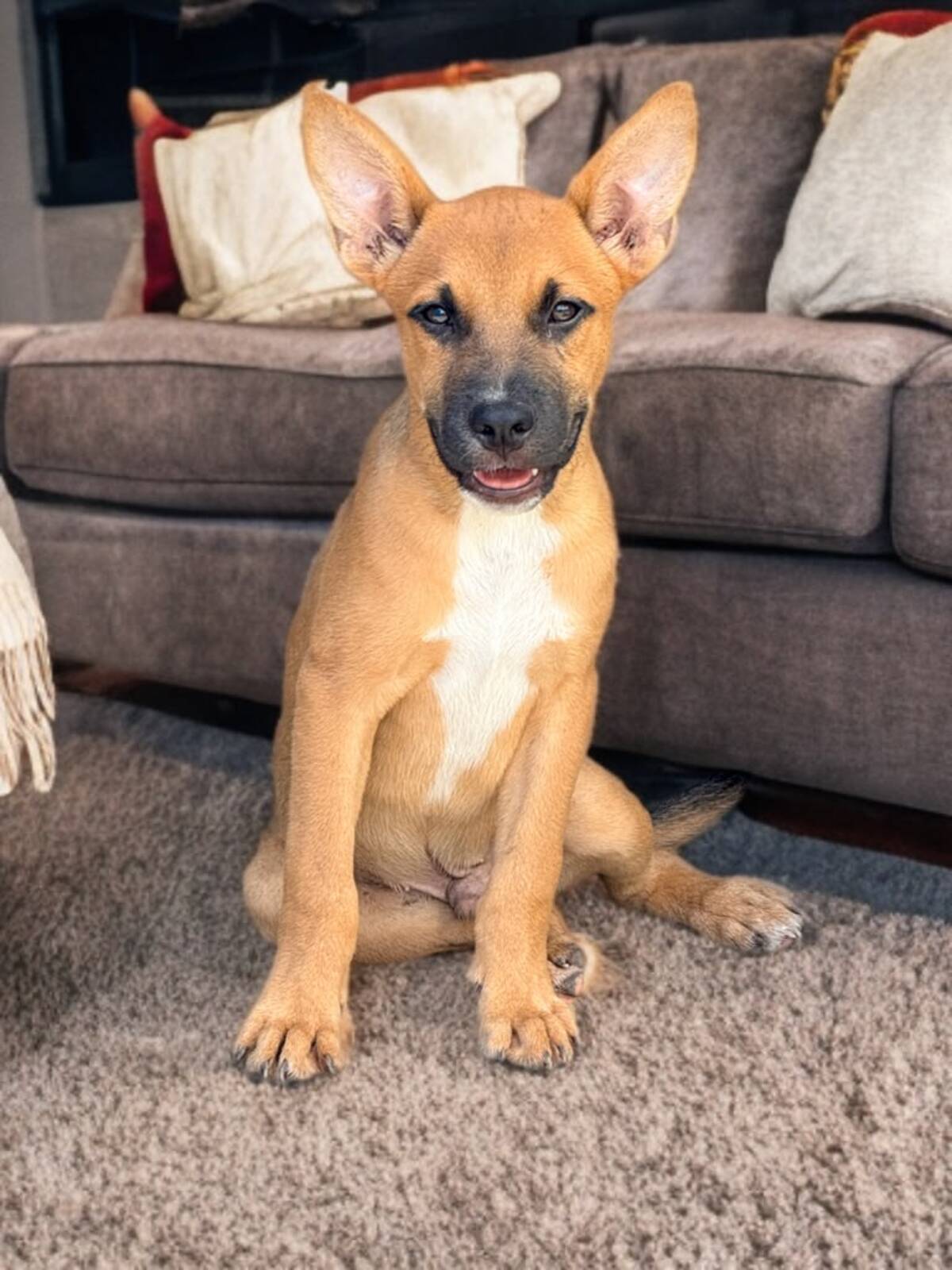 Adoption Billi